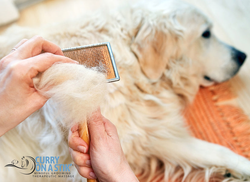 What is the Best Type of Brush for a Golden Retriever?