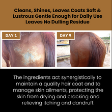 Load image into Gallery viewer, Corakko Equine & Canine Shampoo