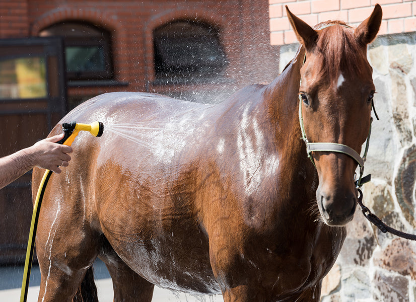 How Often Should You Bathe a Horse?