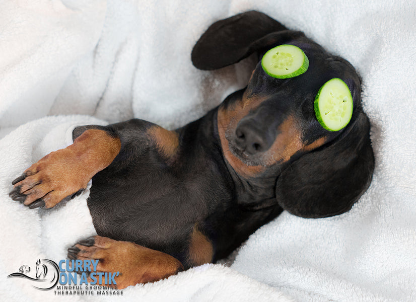 5 Massage Therapy Techniques for Dogs