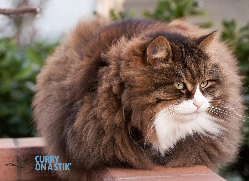 What You Should Know Before Getting a Long-Haired Cat